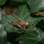 Hvordan aflæser man temperaturen på et sauna termometer?